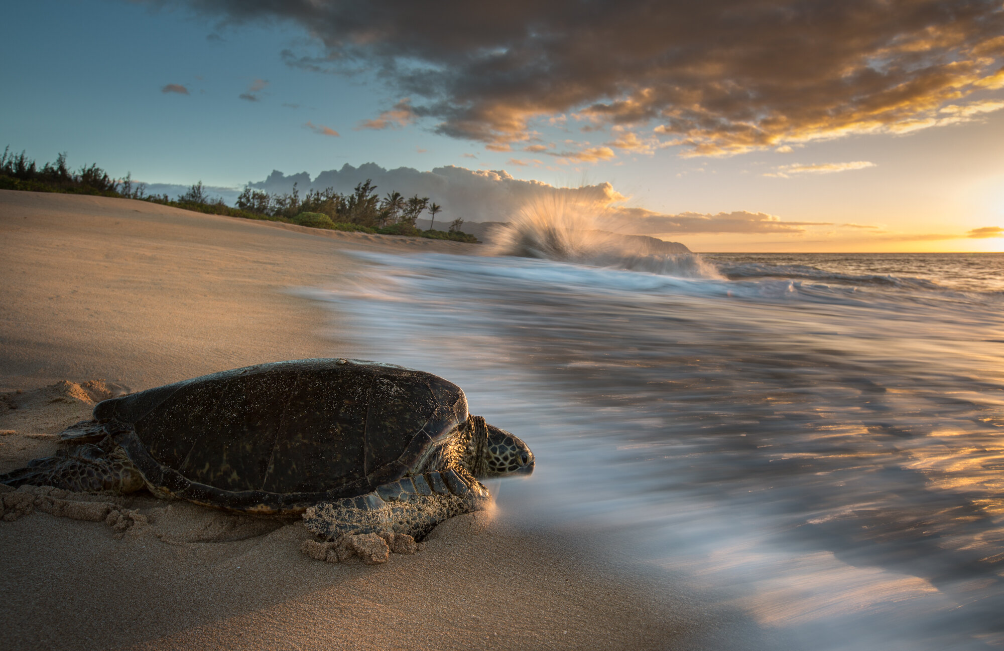 Secret Turtle Beach Oahu.jpg