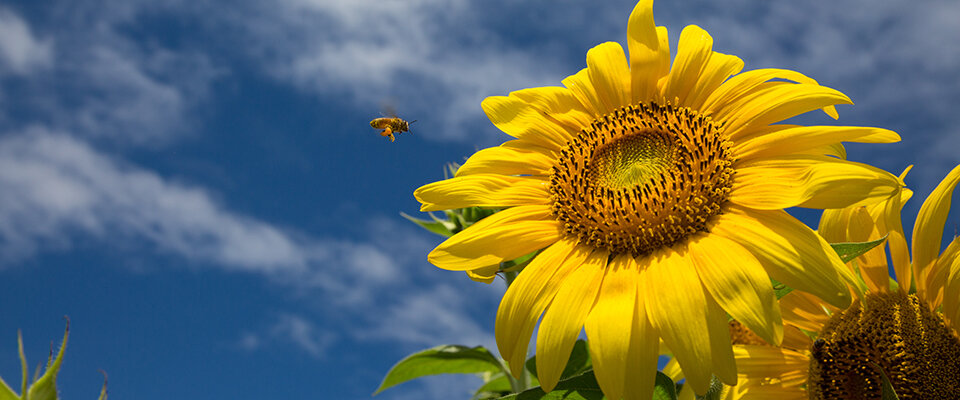 Oahu-Sunflower.jpg