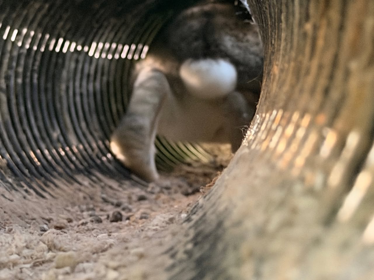 WINONA (and Lux)  the 'twins'  – and have been ever since they arrived with their half-wildie siblings at Rabbit Residence Rescue back in 2021! In summer 2025 with a spare wildie chalet available we asked RRR whether they would like to transfer them 