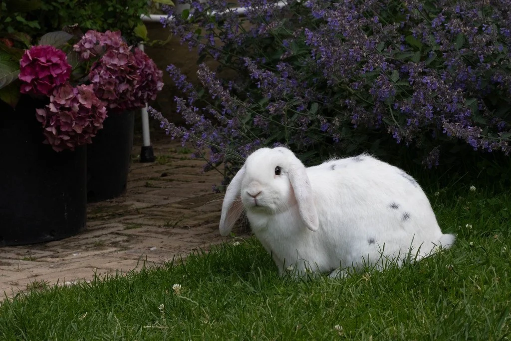 POPCORN (or Popsicles) came from an RSPCA - as a 'how many white and patchy lop eared rabbits can one sanctuary have?' adoption!  Almost  impossible to bond into a group he just caused havoc with spray and humping  until paired with the older and cal
