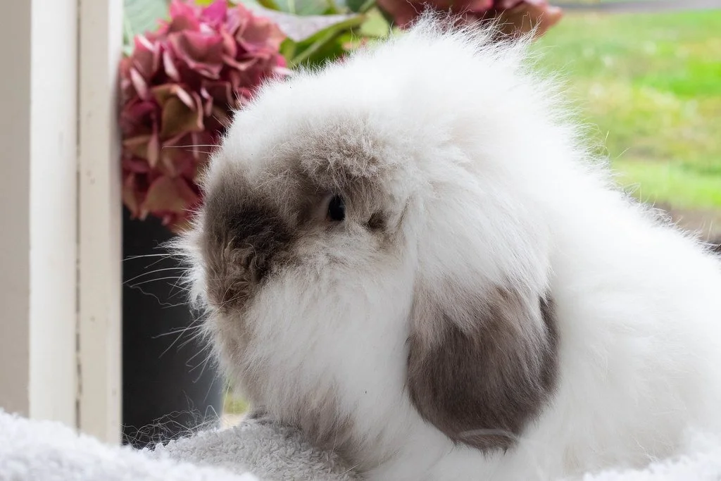 We already had a 'Puff' (CREAM PUFF) when this bundle of fluff arrived - and just HAD to be named PUFFBALL. He was a private owner intake and has bilateral ear infections, weepy eyes and was in need of a good hair sort out - he is also poor sighted a