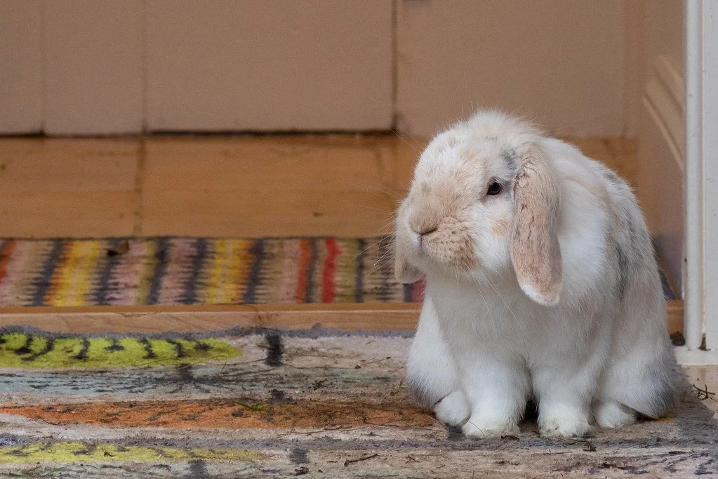 CREAM PUFF came to us as "Benji' from Bunny Angels. He was variously claimed as 4 years or 9 years old - but his demeanour and wise old eyes declared that 9 was the most likely. He was almost immediately diagnosed with kidney and liver failure - but 