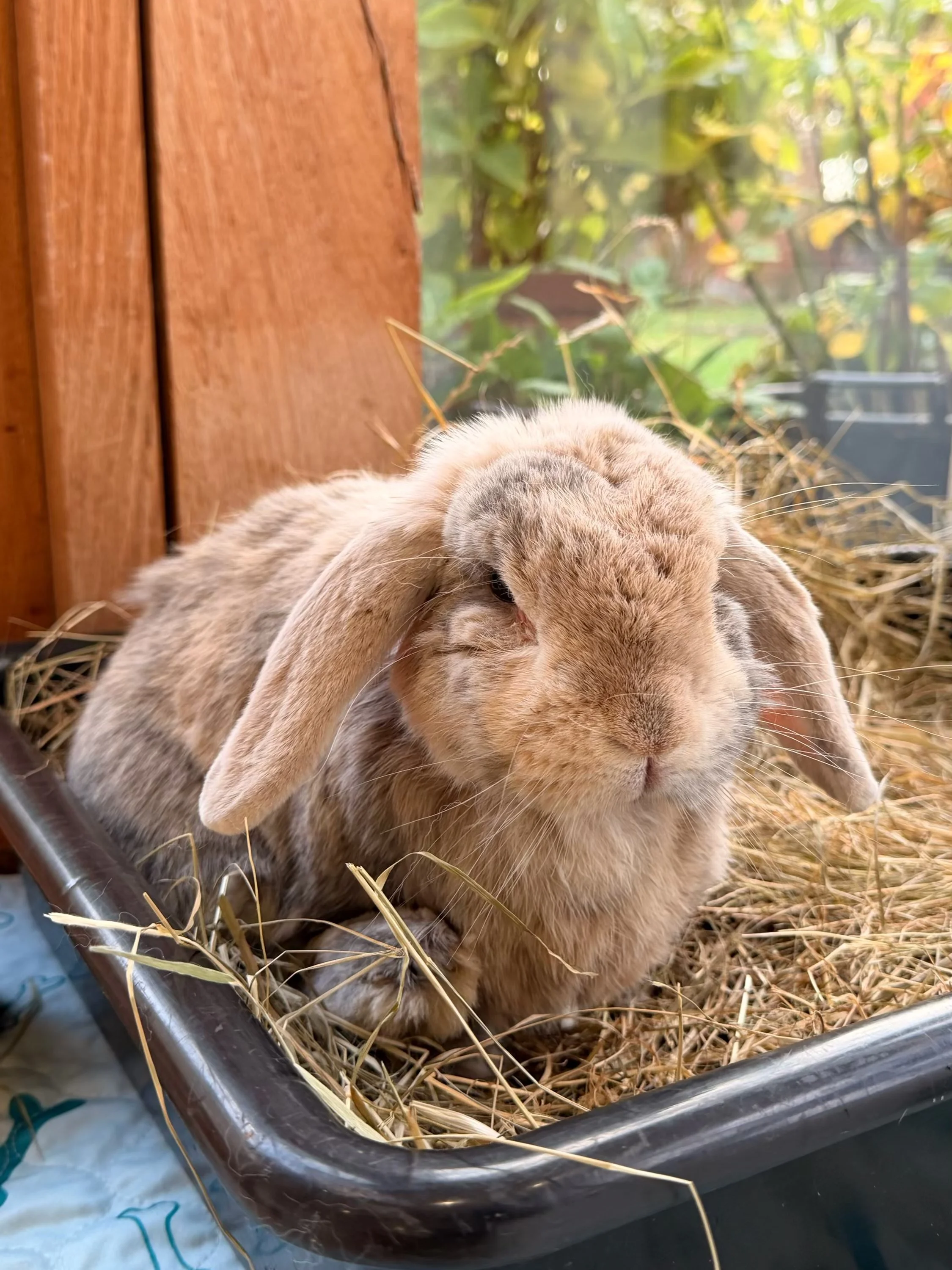 HAZEL is a little cutie! The last rabbit left in an RSPCA that was closing its rabbit accommodation - she is 9 years old and has a middle ear infection and trauma to her spine. Spotted by a long time PW supporter it was arranged for her to come her a