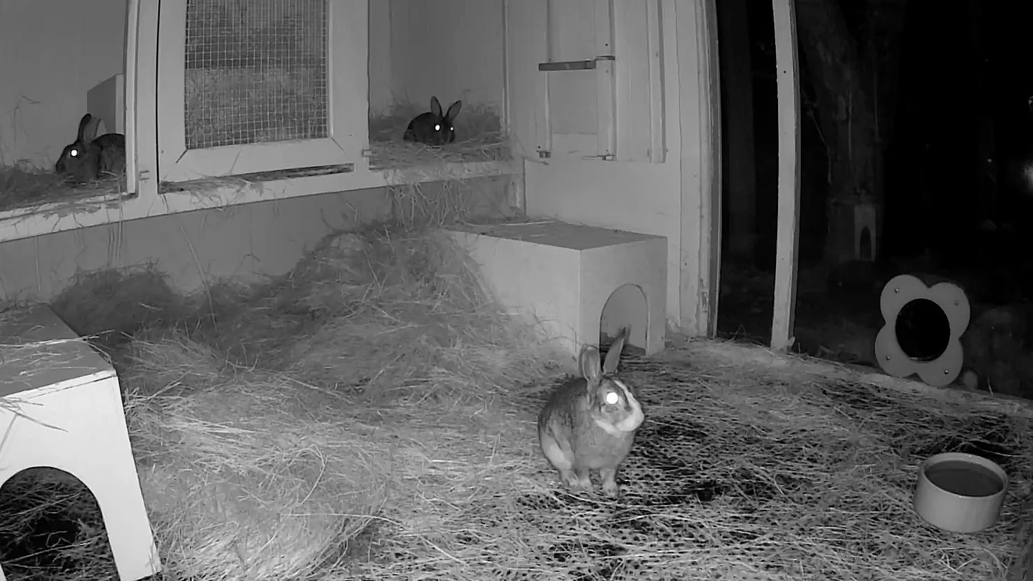 Some buns are just NOT going to pose for the camera! So I give you a 'collective' of wildies of which COBWEB our smallest rabbit  is the top right! PIPER is front and  Campoin or Asteracea top left! Wildies are hard to identify at whether by night or