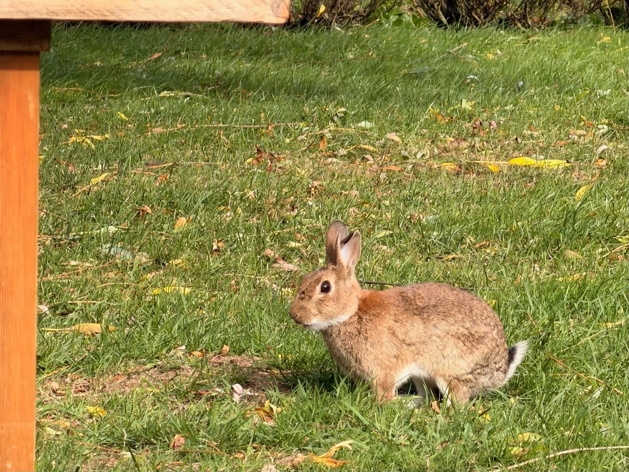 WILBERFORCE - our latest 'Arrival;':  the REAL WILDIE - actually only a Parsleys warren Reident by virtue of actually having moved in of his own accord - and now living in the gardens and having a deep and meaningful relationship with 'wild child' AP