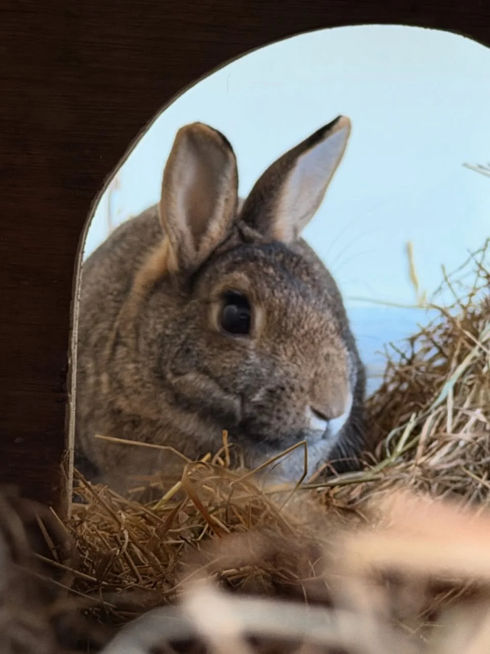 LUX and WINONA are well – Lux and Winona the 'twins'  – and have been ever since they arrived with their half-wildie siblings at Rabbit Residence Rescue back in 2021! Of course there were more of them then so to speak but you know how families are – 