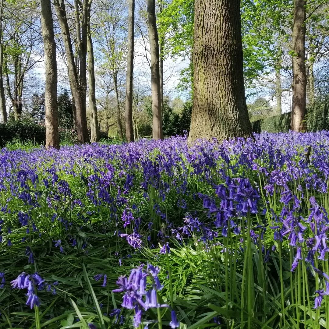 Perfect morning.. My favourite place Renishaw Hall Derbyshire at bluebell time with a good friend for a coffee and a scone. Have taken out a years membership as so handy..only 10 minutes drive with beautiful Italian gardens, woodland and lakes with w