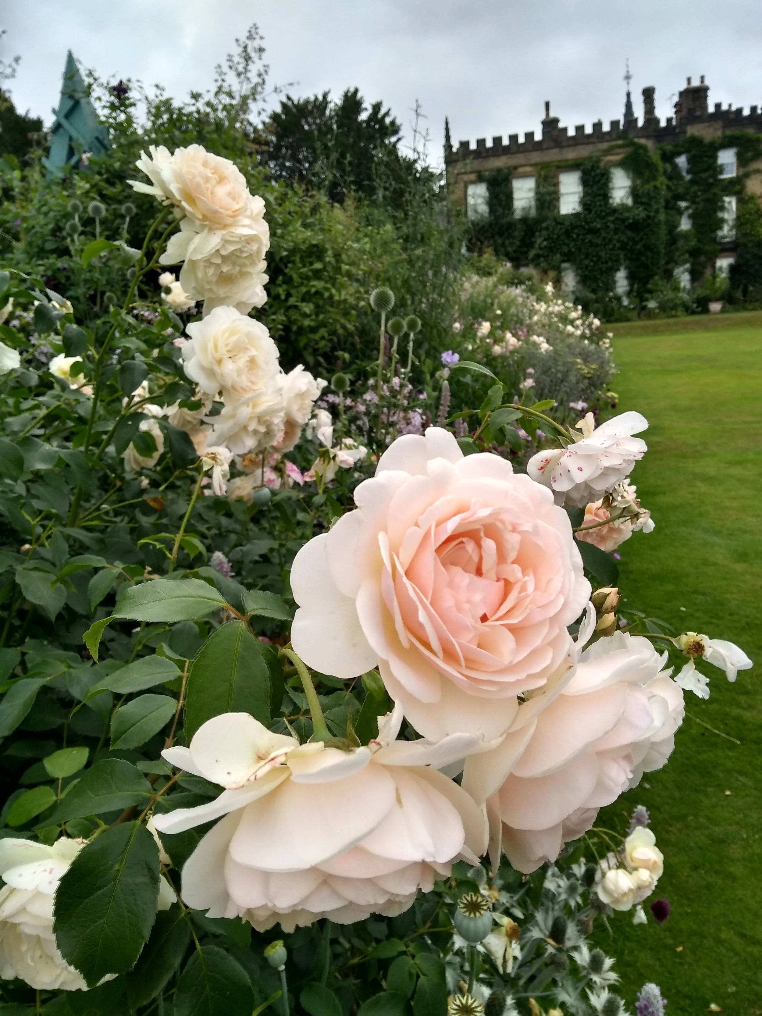 Summer Flower Mindfulness and Cream Tea - Renishaw Hall Gardens