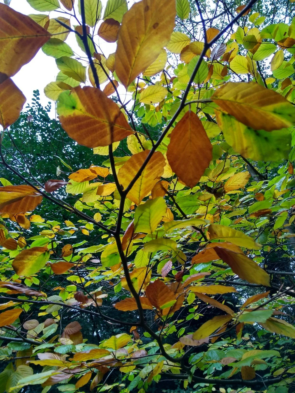IMG_20211027_105436089_HDR.jpg