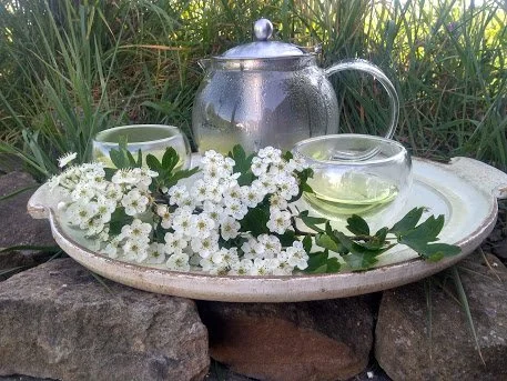 Nature's tea party.jpg