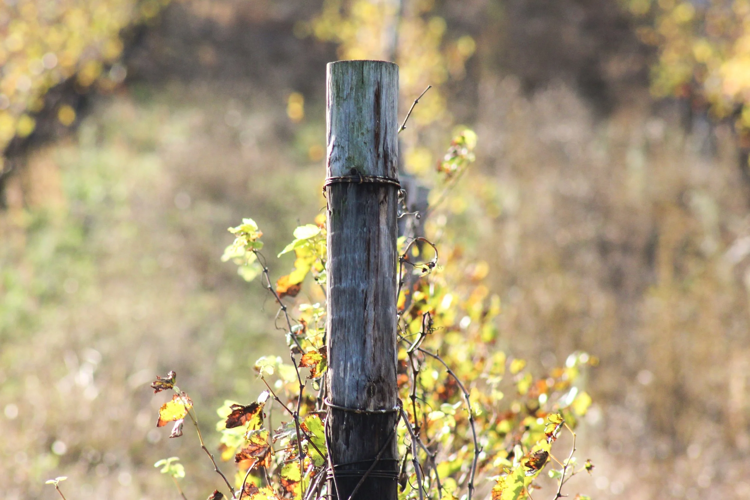 VINEYARD SERIES: JANUARY