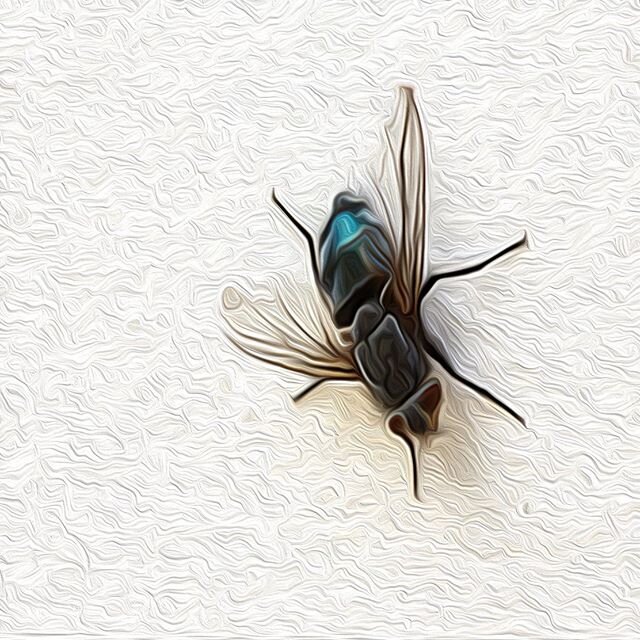 Muelle&rsquo;s new single &lsquo;Fly on the Wall&rsquo; will be available on YouTube, Spotify, Apple Music and all other streaming platforms on April 9, 2020.