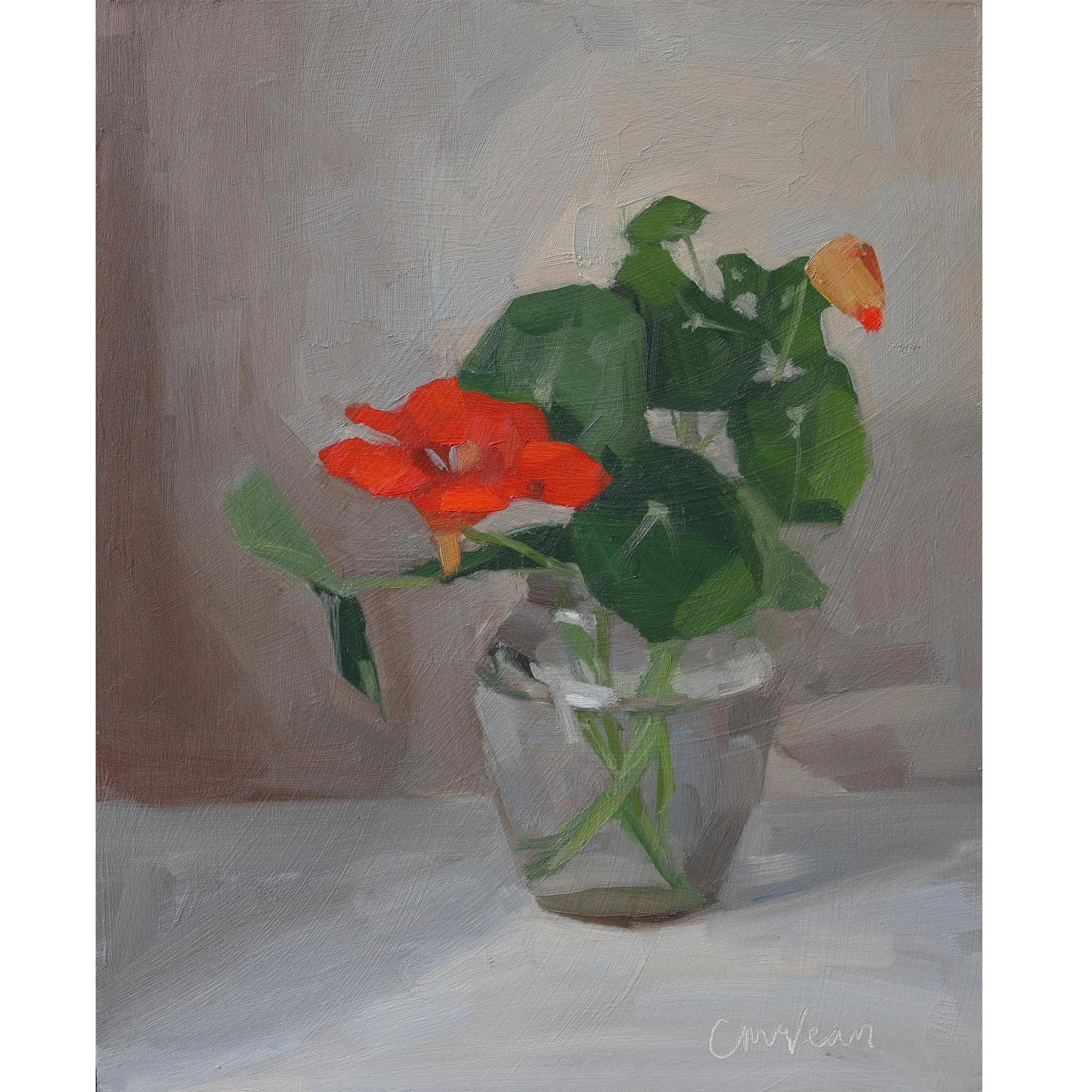 Red nasturtium in the glass honey jar | 2026