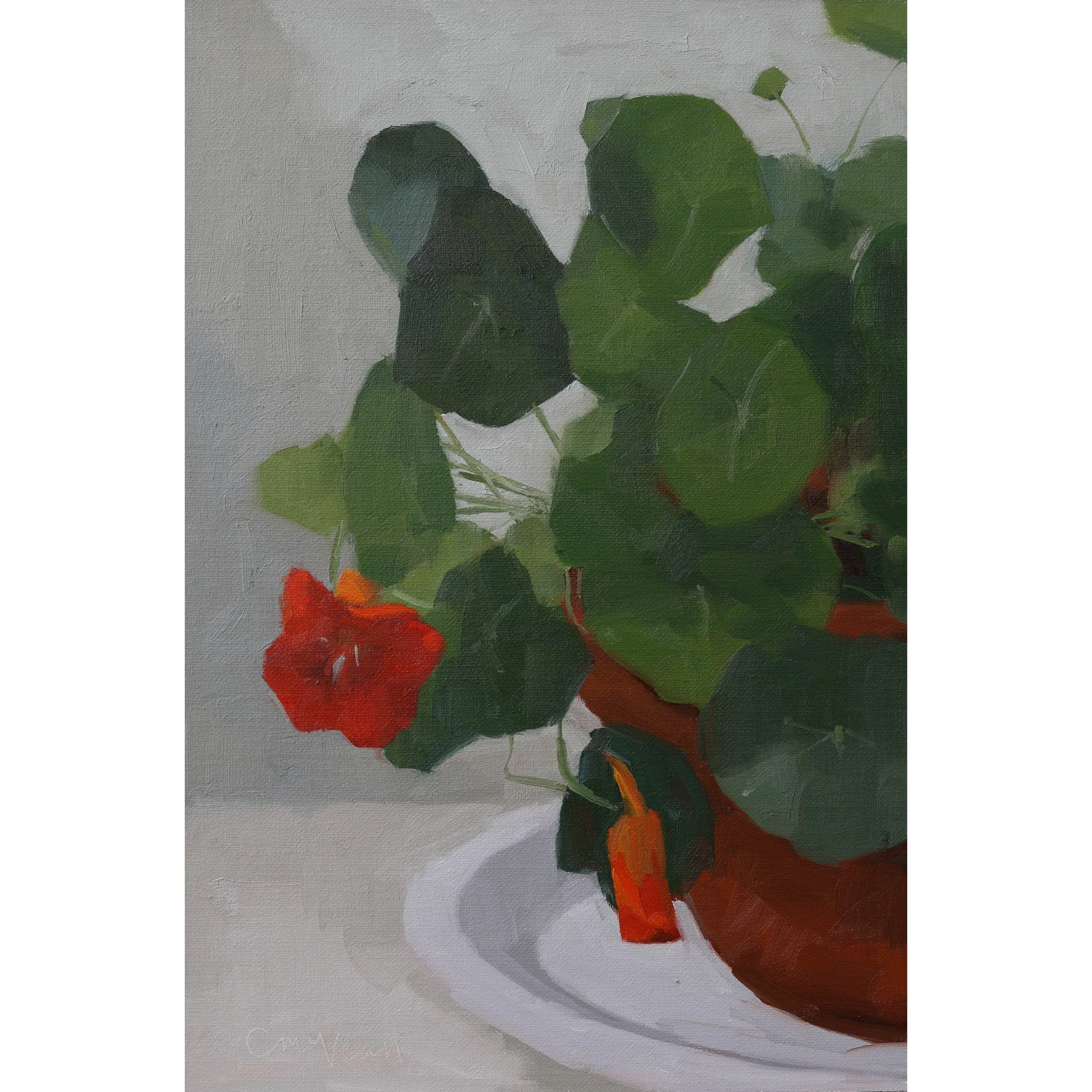 Nasturtium in a terracotta pot