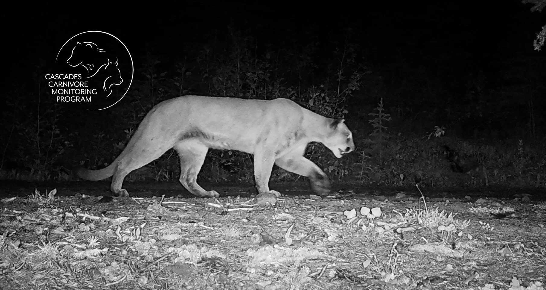 Life: Cougar Stalks Moose