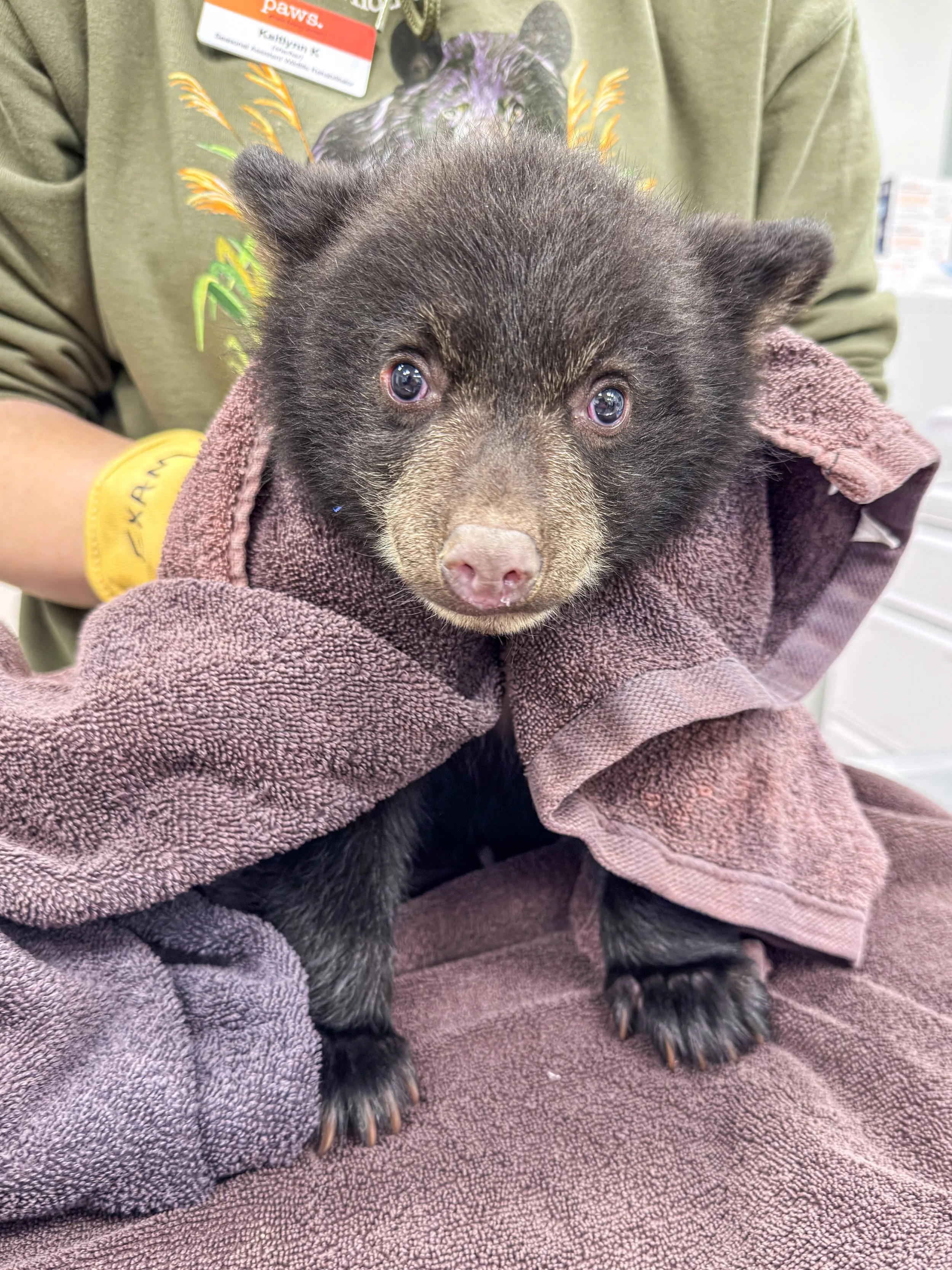 Bear Necessities