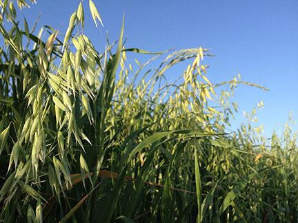 Spring Oats VNS.jpg