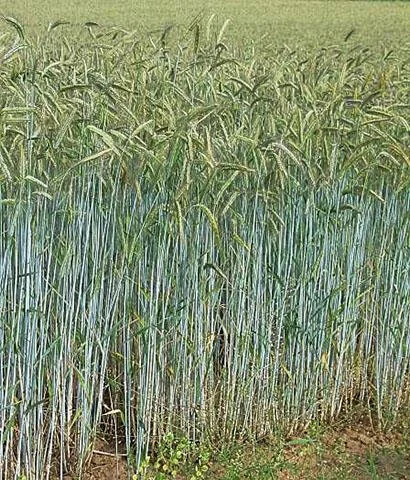 Forage Rye Canadian  (GVS Dura).jpg