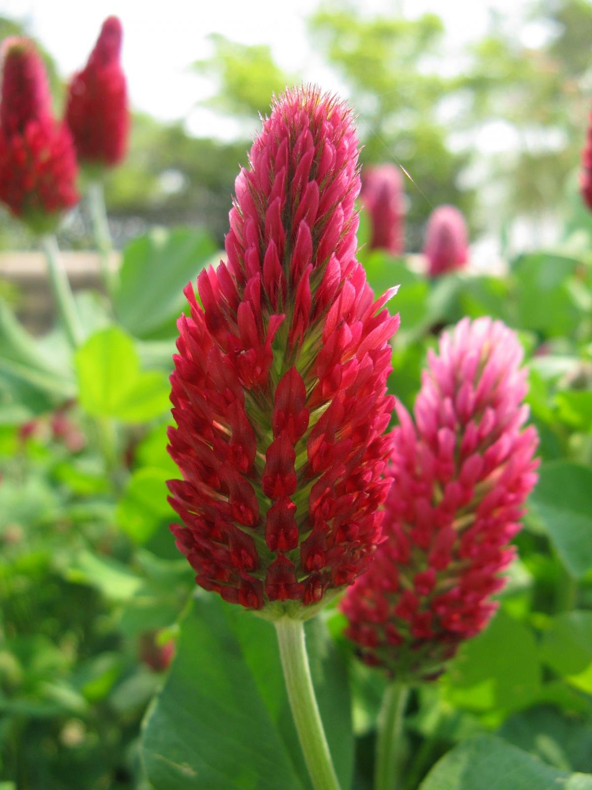 Crimson Clover Raw