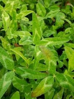yucci+arrowleaf.jpg