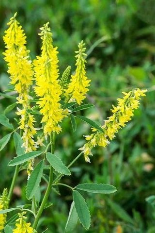 yellow+sweet+clover.jpg
