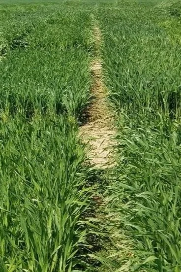 triticale.jpg