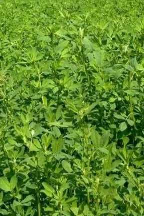 alfalfa.jpg