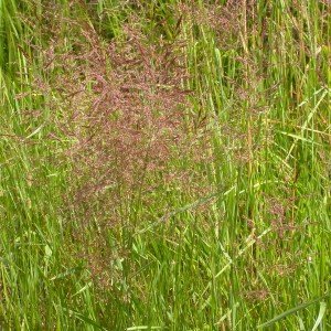 Forage Grass — Greener Valley Supply LLC