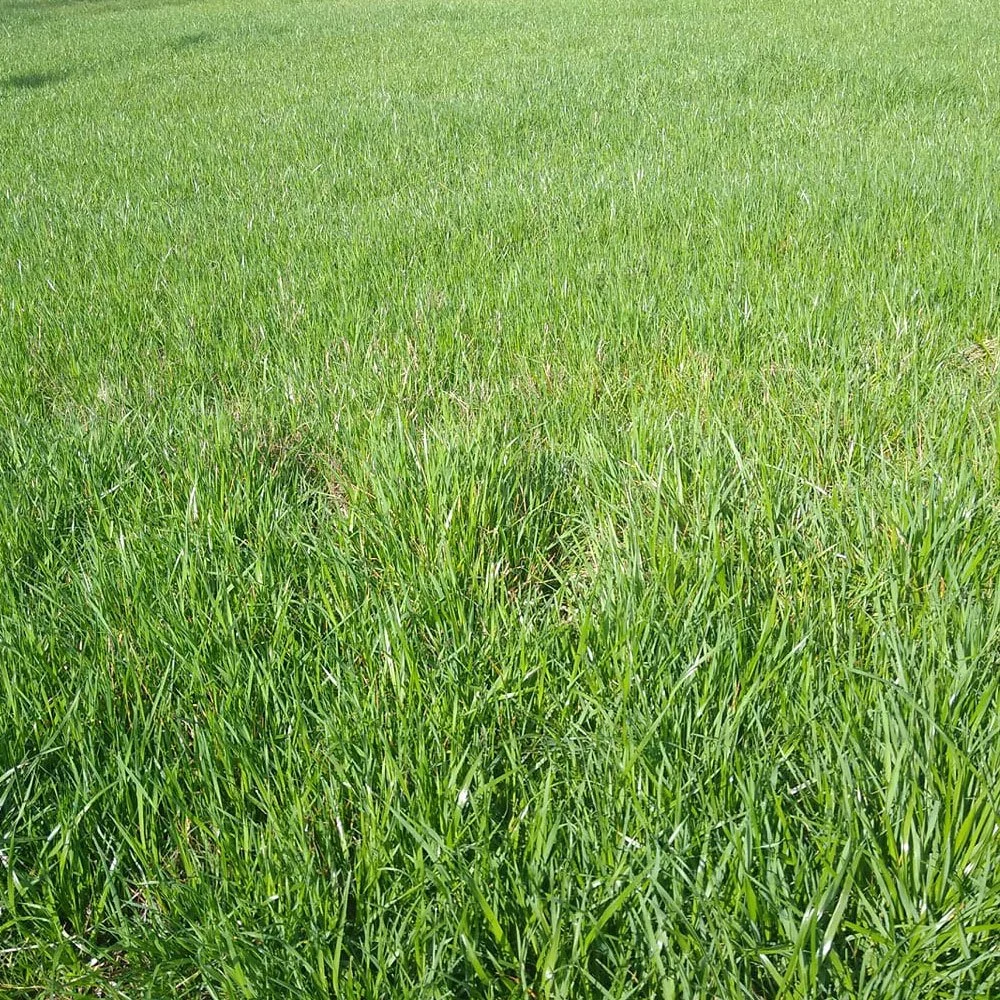 Marshall Annual Ryegrass.jpg