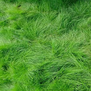 Creeping Red Turf Fescue.jpeg