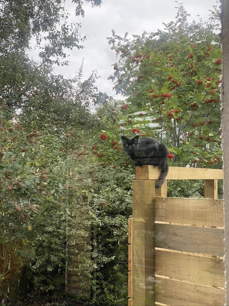 BWMA fence strength test.jpeg