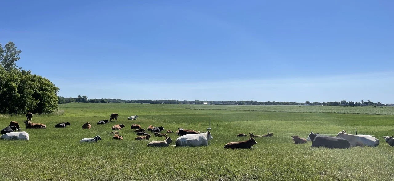 Sleepy cows.jpg