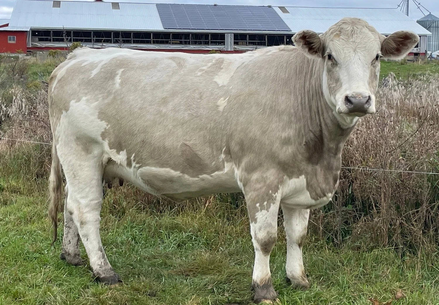 Rethinking Cow Size: A Research-Based Perspective on Efficiency in the ...