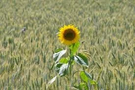 Signs of a Sunflower