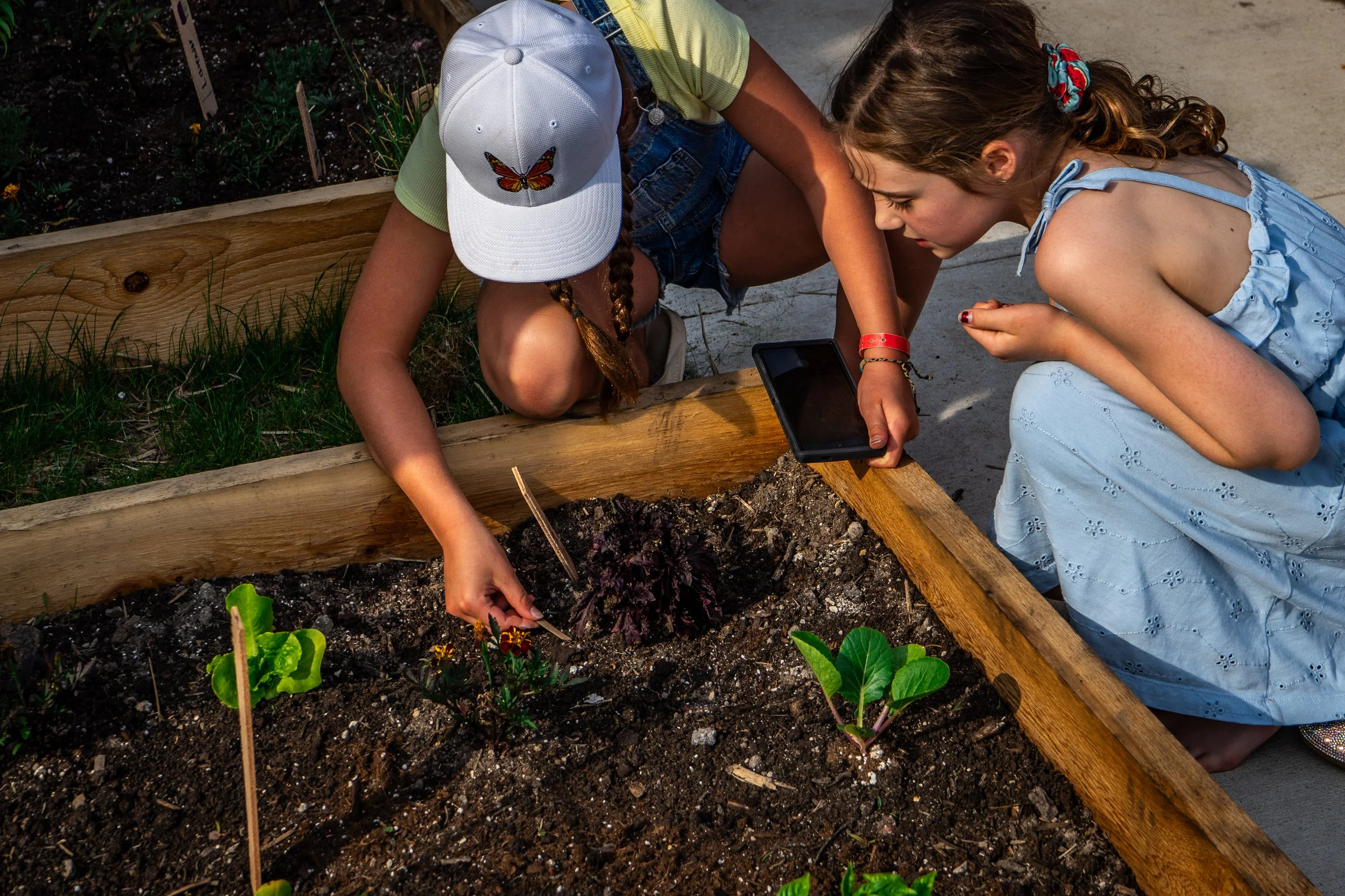 Two young girls working in a garden bed, one holding a phone, planting seedlings.
