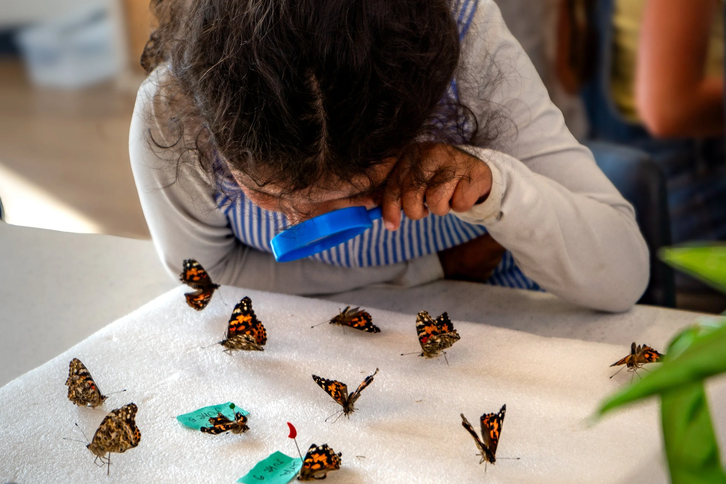Child examining butterflies with a magnifying glass.