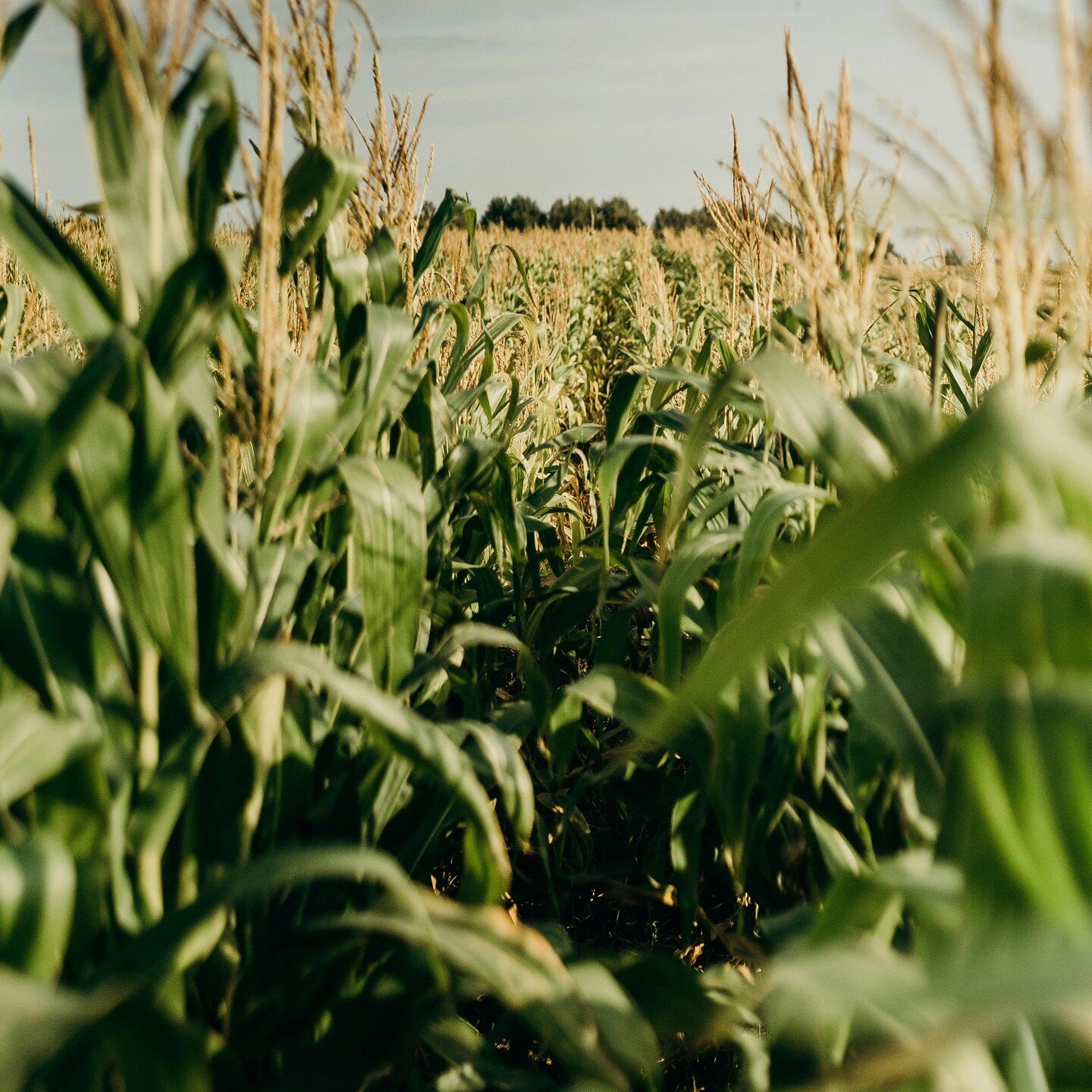 &ldquo;Today&rsquo;s a different world,&rdquo; said Bruce Rastetter, founder of Summit Agricultural Group. &ldquo;It&rsquo;s a whole sea-change of oil companies working with the biofuels industry to decarbonize the gas tank.&rdquo;

Rastetter was rec