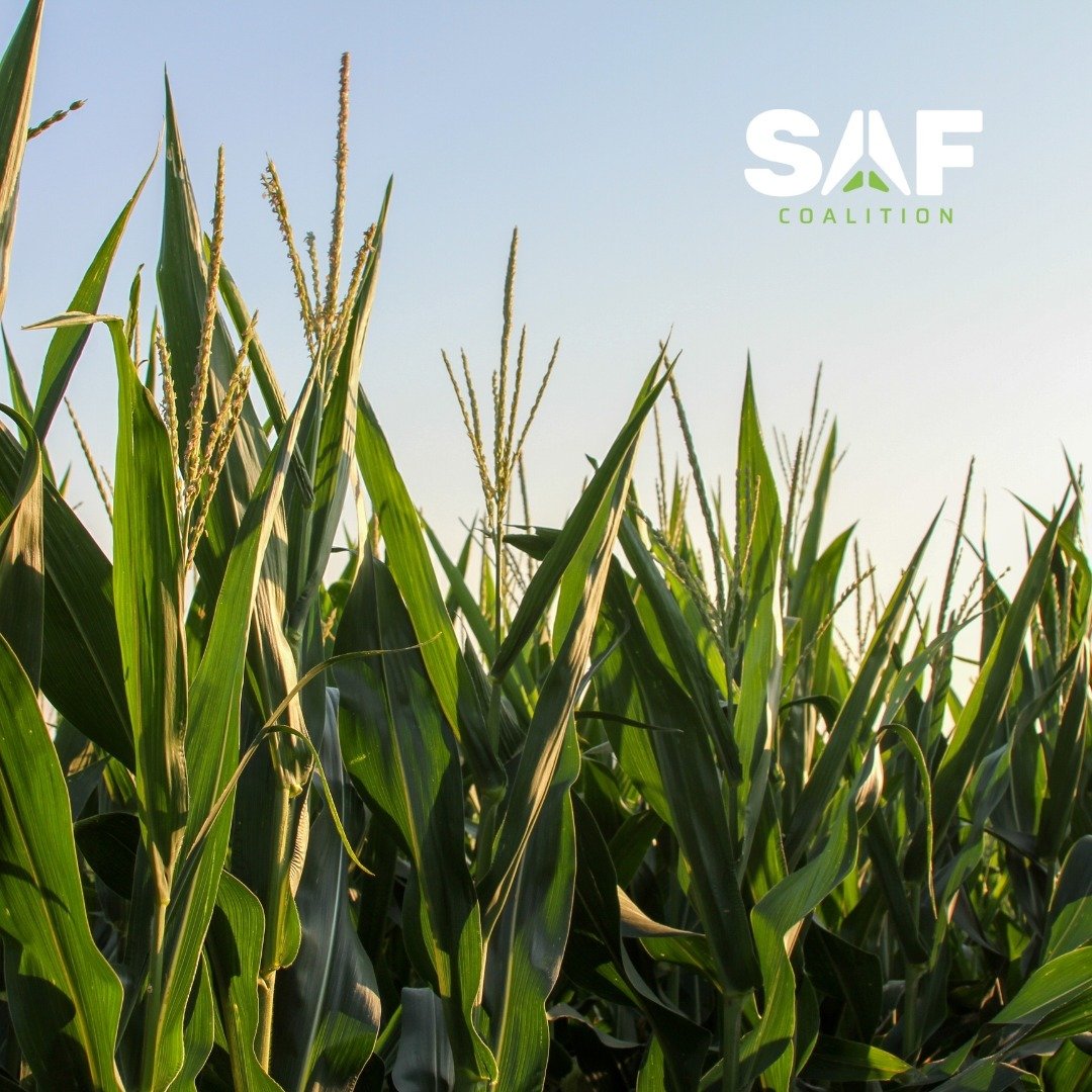 Summit Agricultural Group is proud to be a founding member of The SAF Coalition. The new organization will work to scale SAF production and advocate for the industry that has immense opportunity for ethanol and agriculture.

Visit the link in our bio