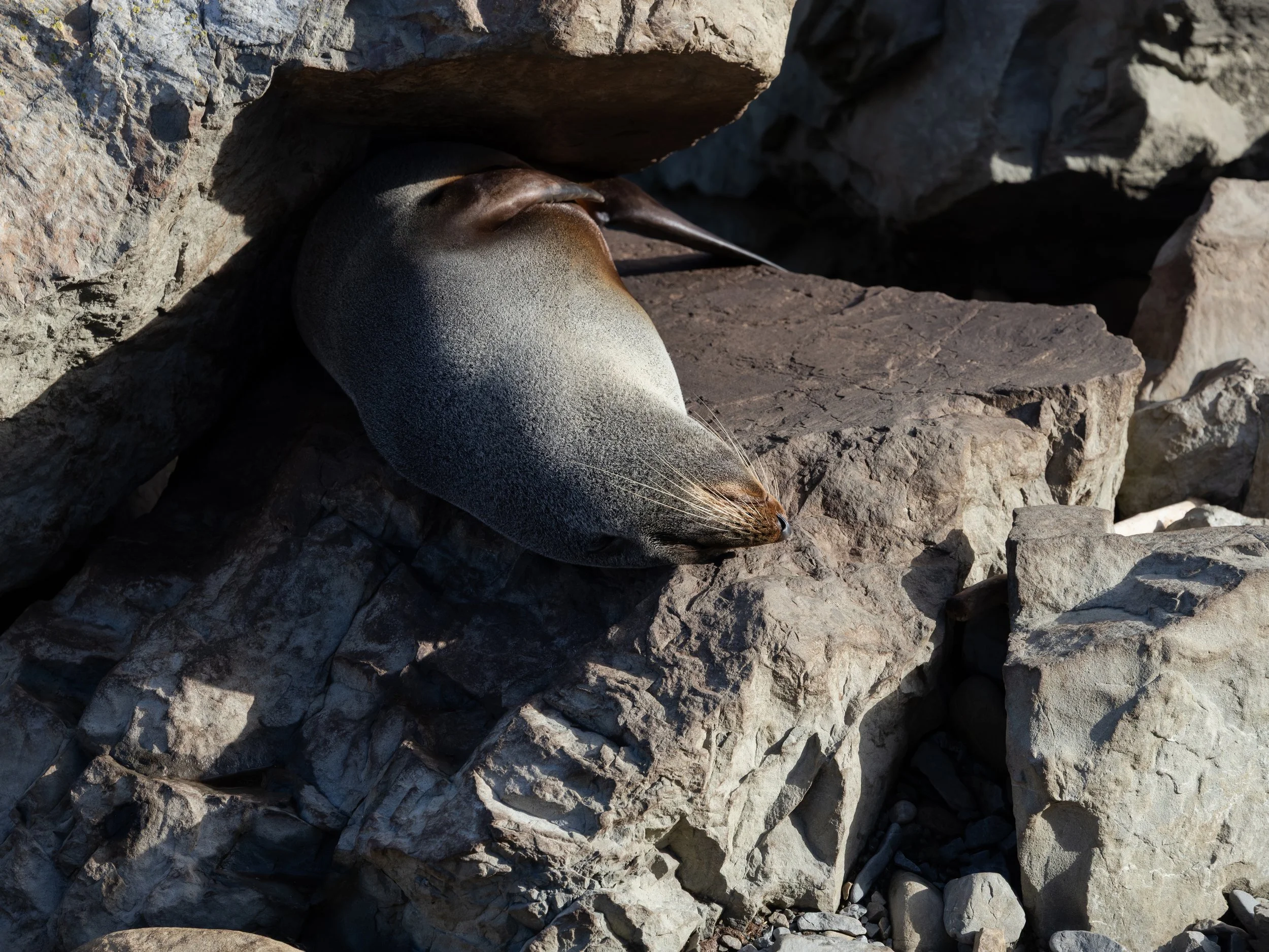 Kaikōura Seal-1 copy WS.jpg