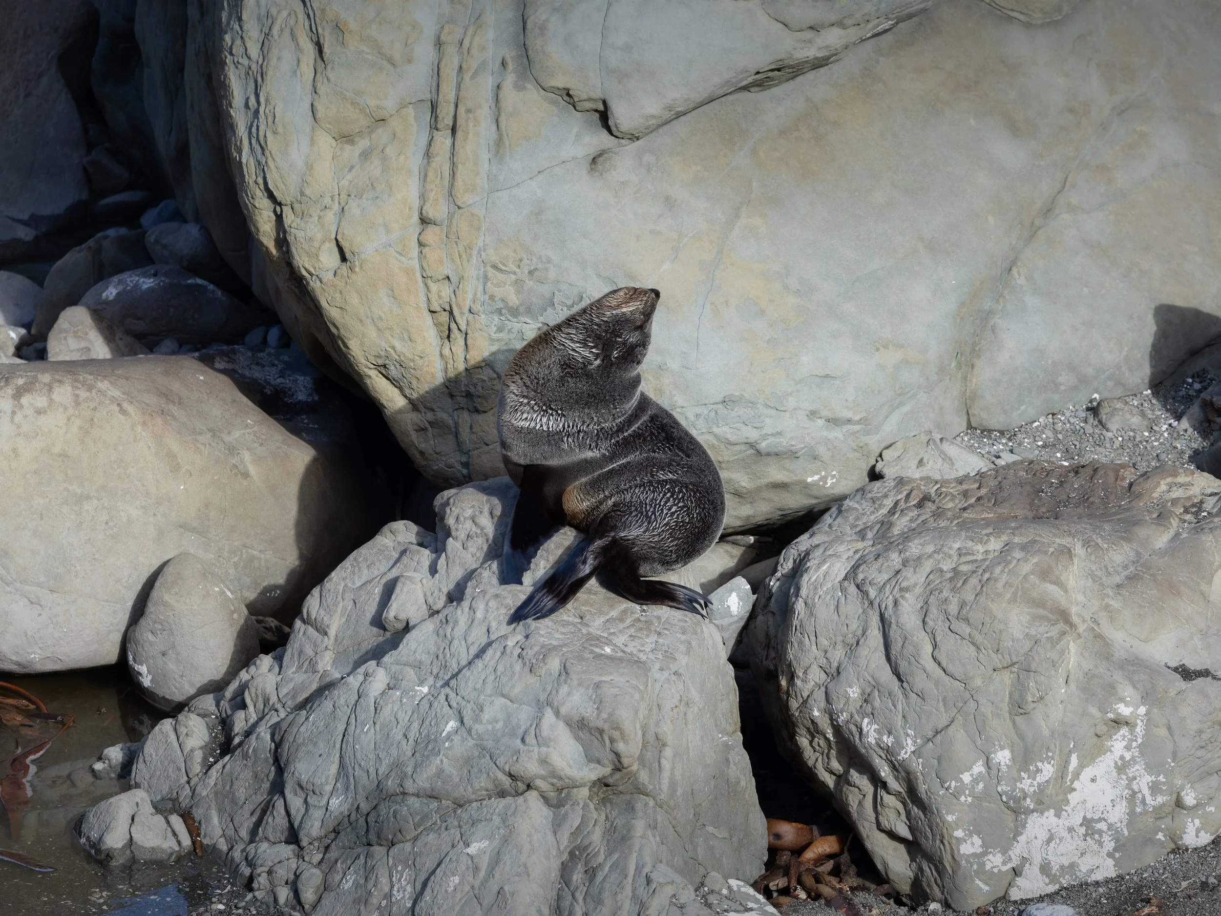 Kaikōura Seal-3 copy WS.jpg