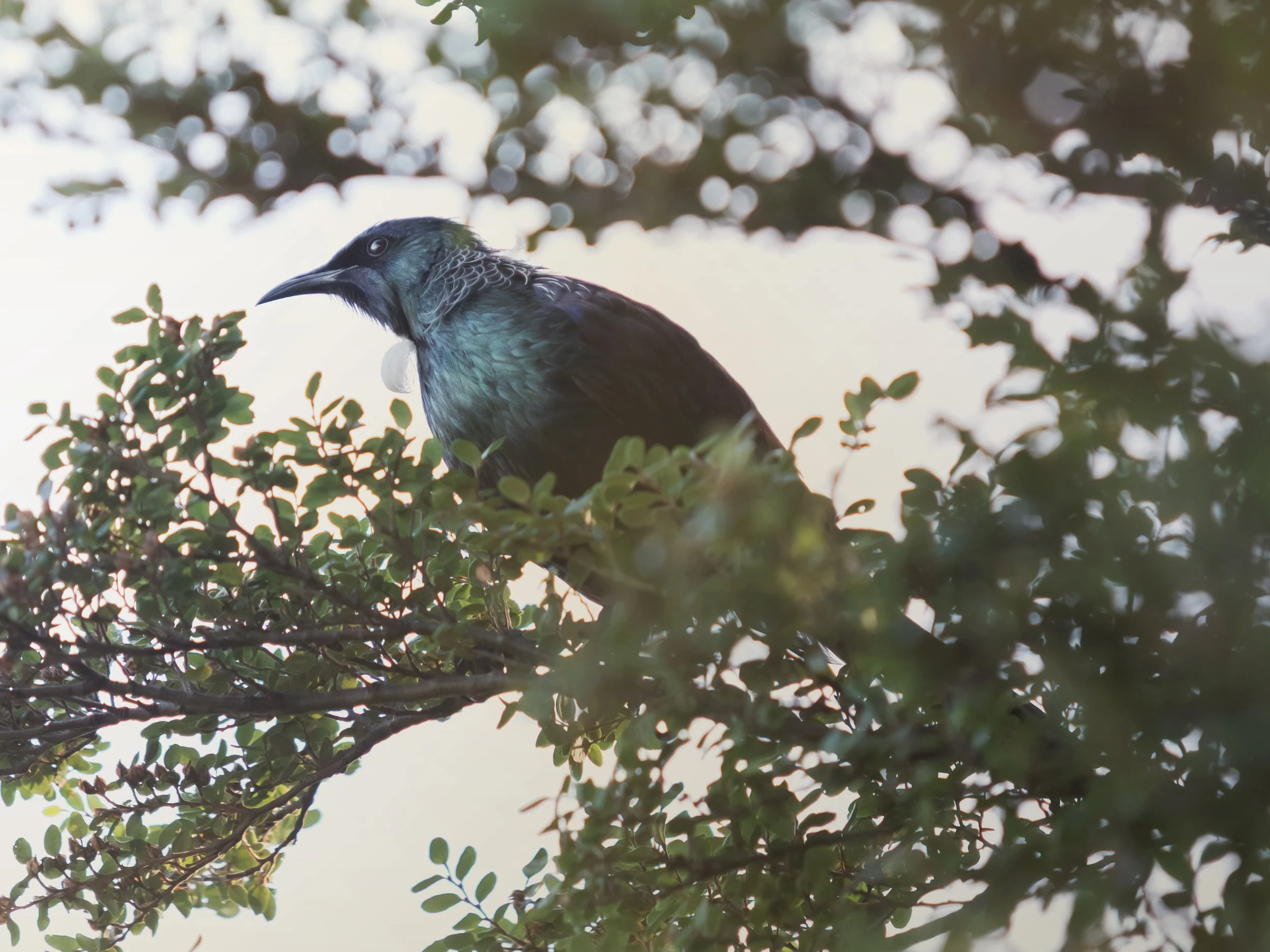 Tui.jpg