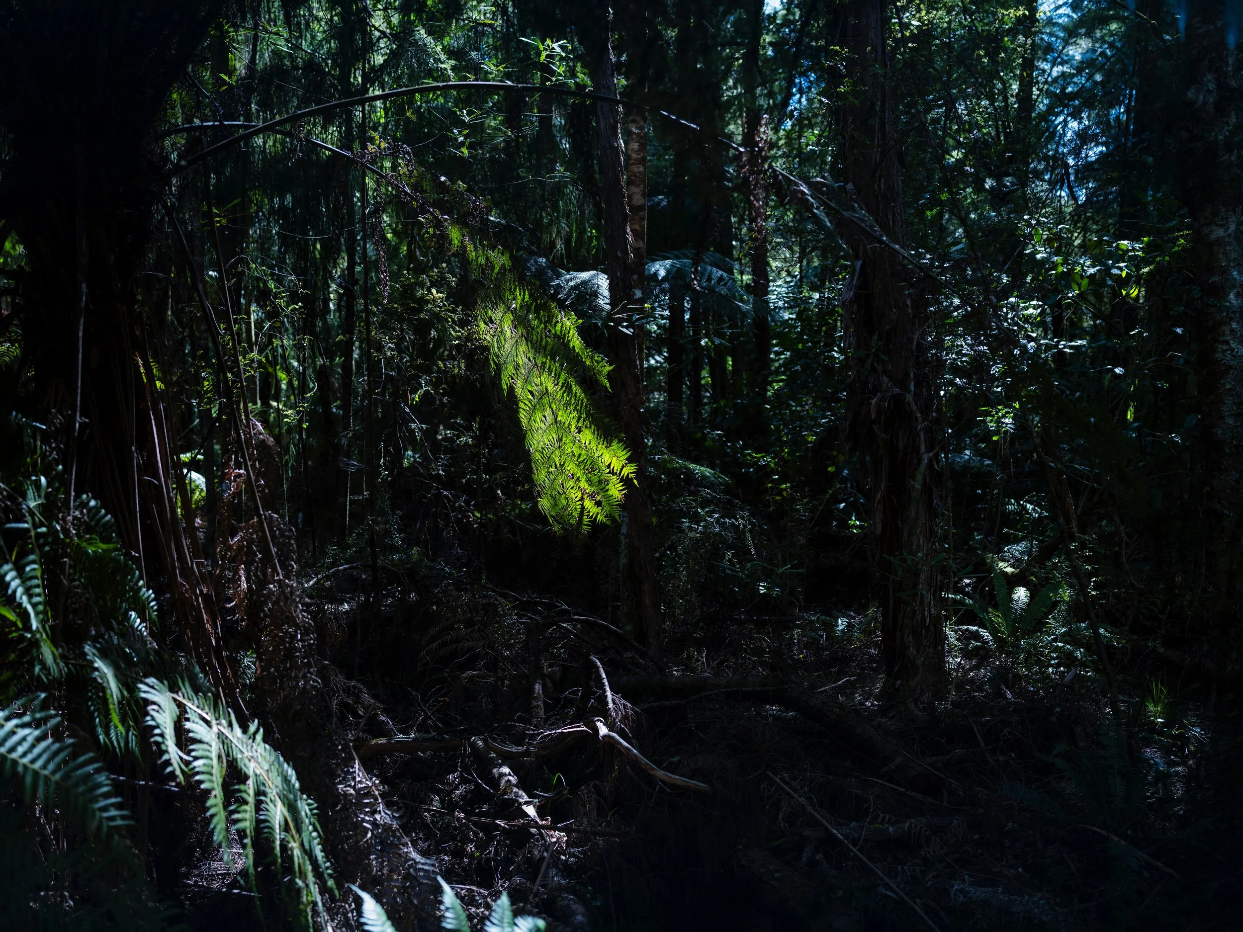 Fern copy WS.jpg