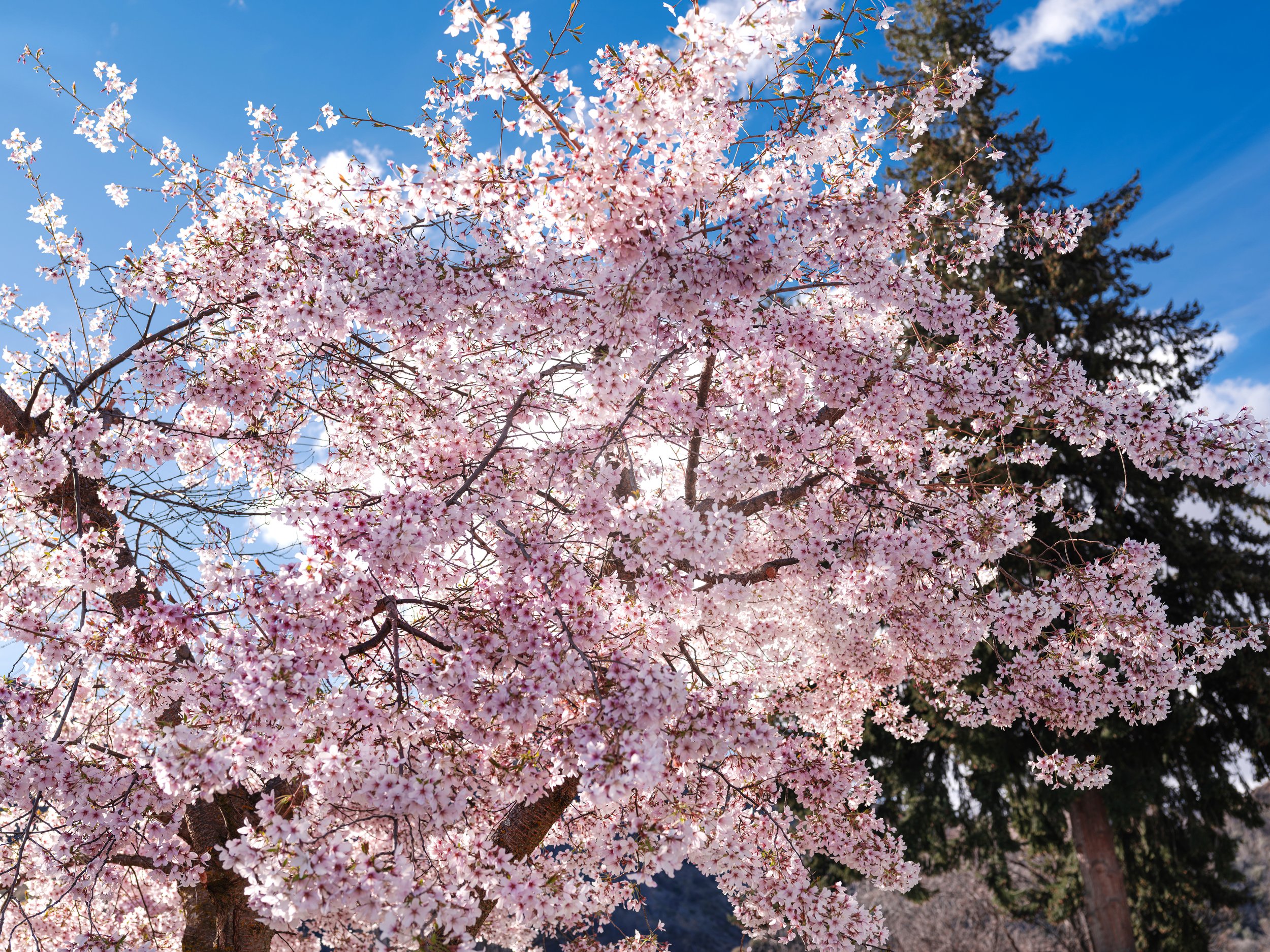 Arrowtown Blossom copy WS.jpg