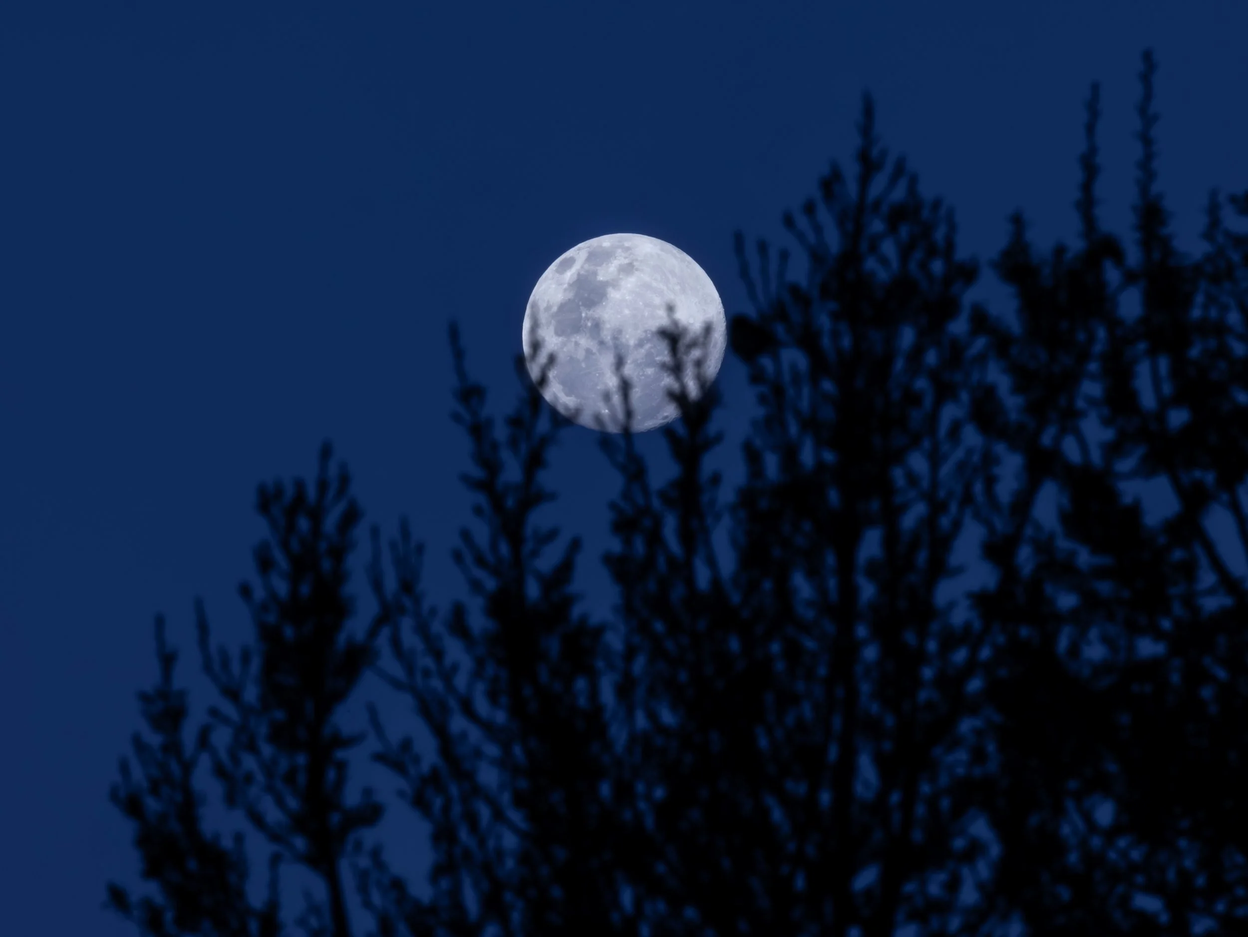 Full Moon copy WS.jpg