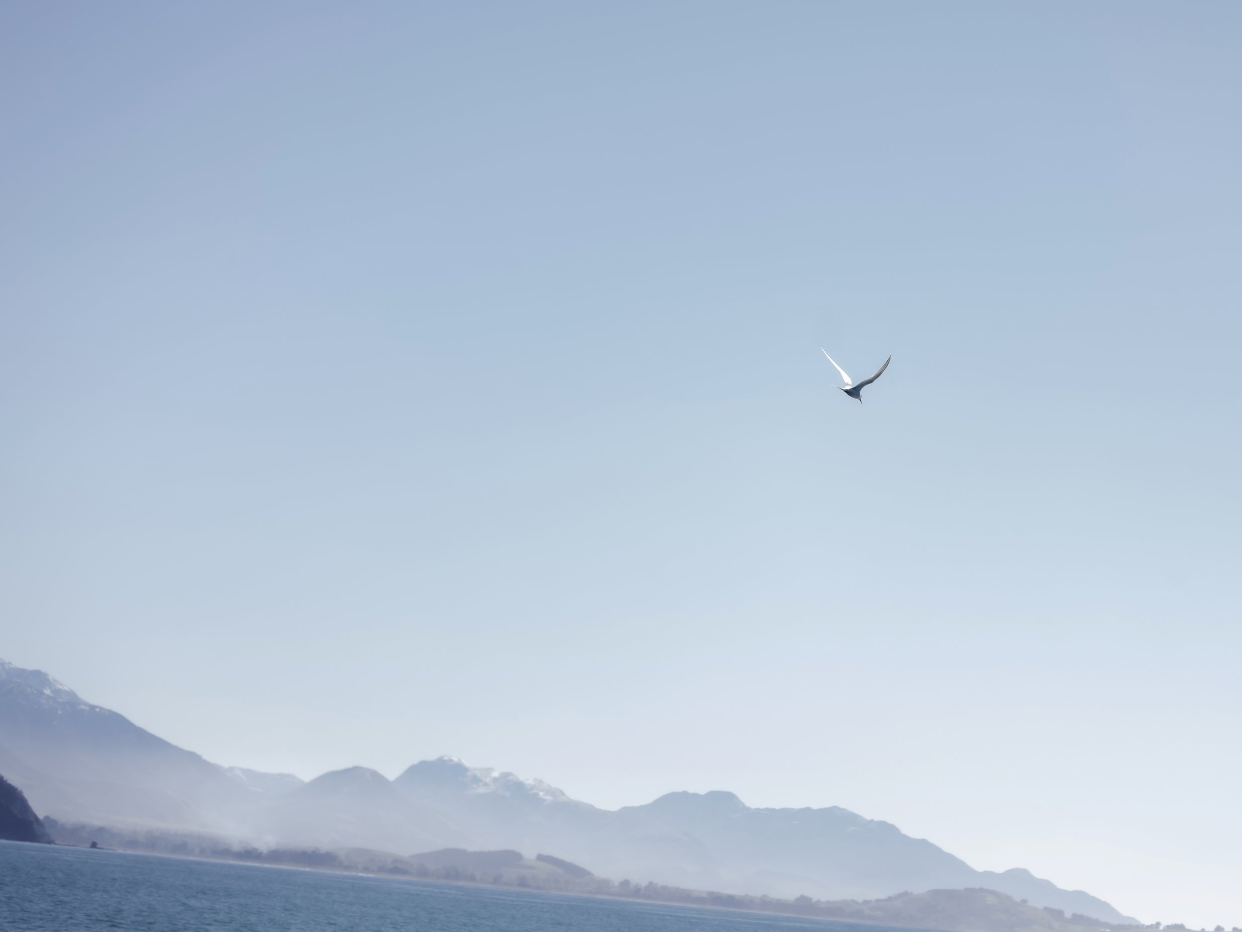 Gull copy WS.jpg