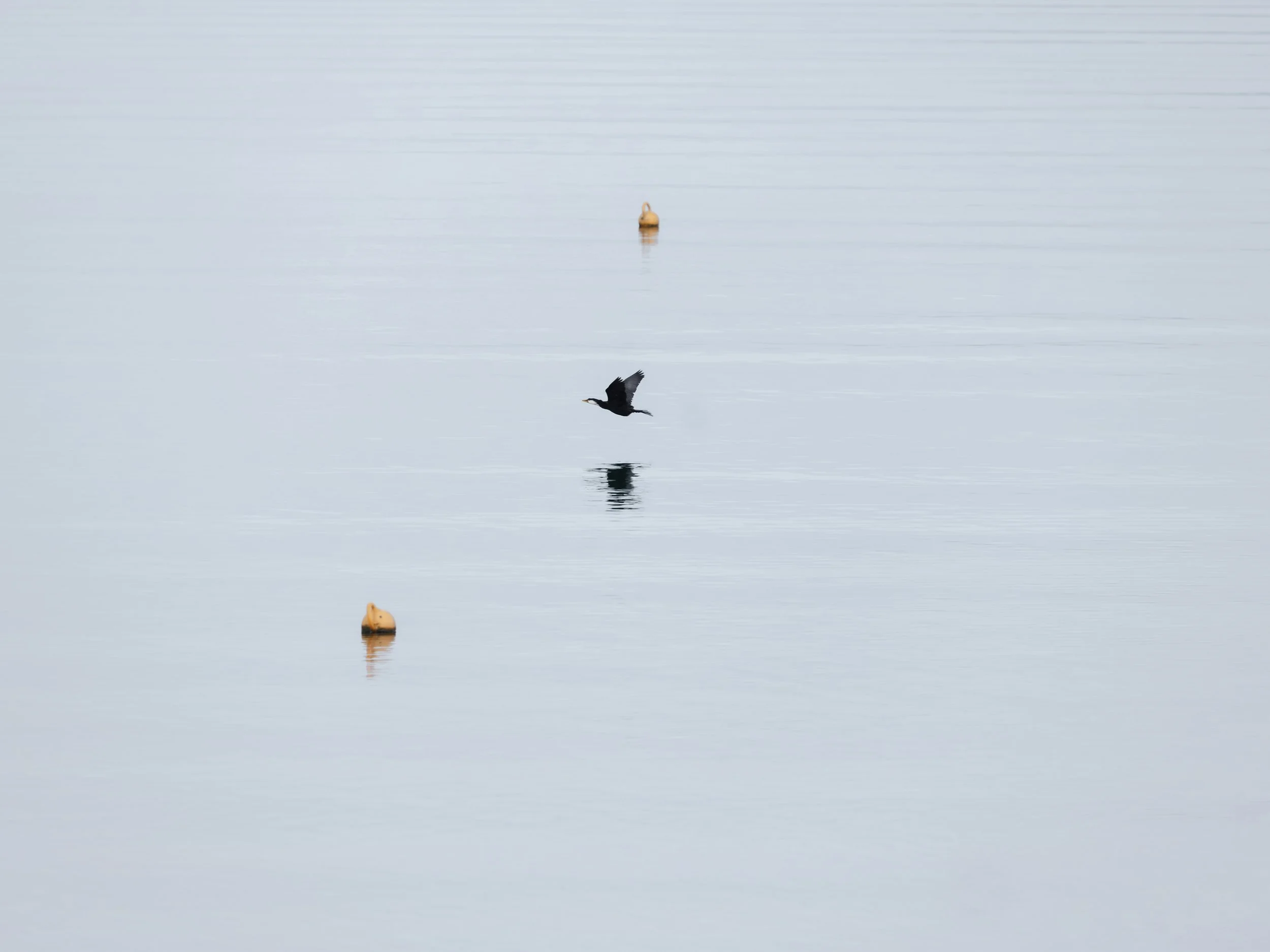Bird in Flight copy WS.jpg