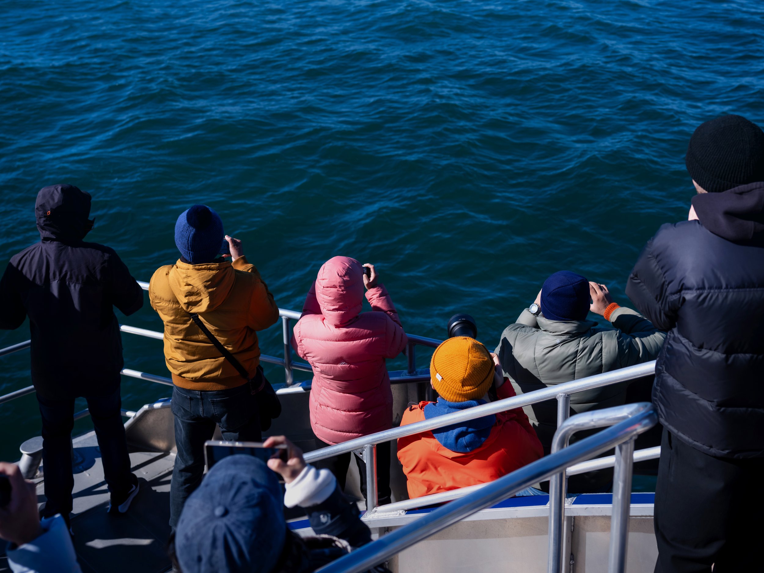 Whalewatch copy WS.jpg