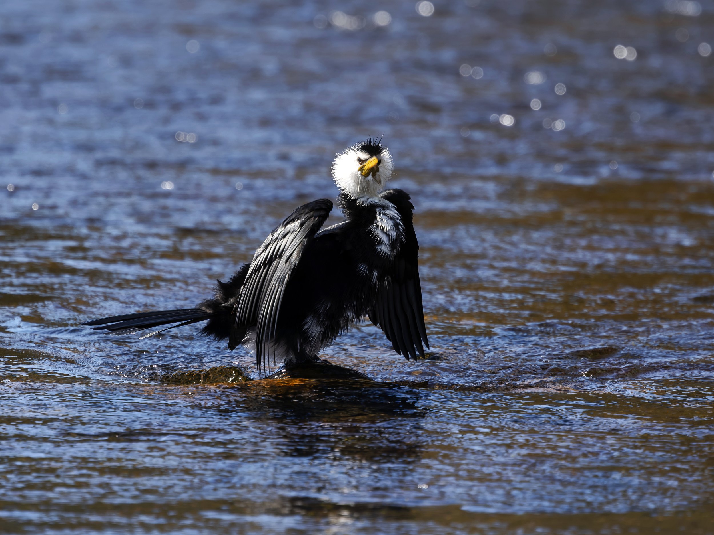 Bird Bath copy WS.jpg