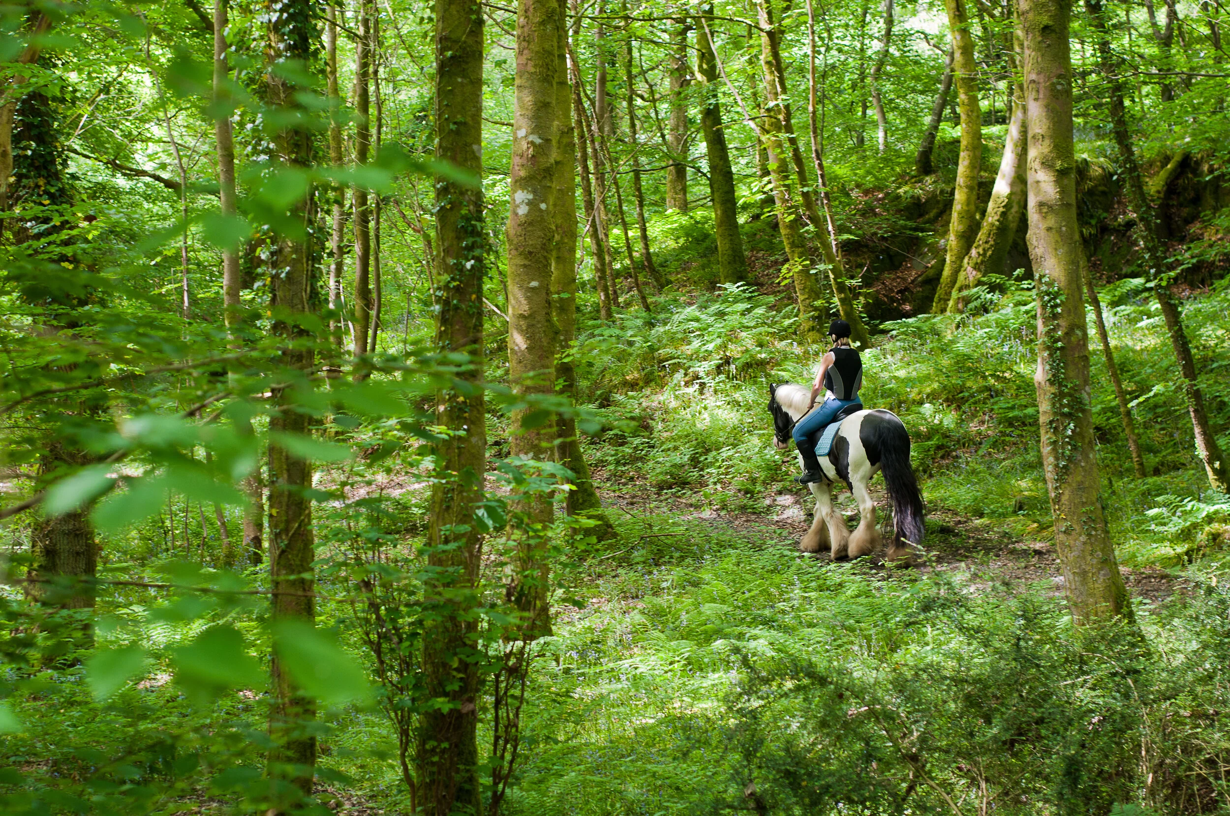 AdobeStock_24169612 (1) hacking horse.jpeg