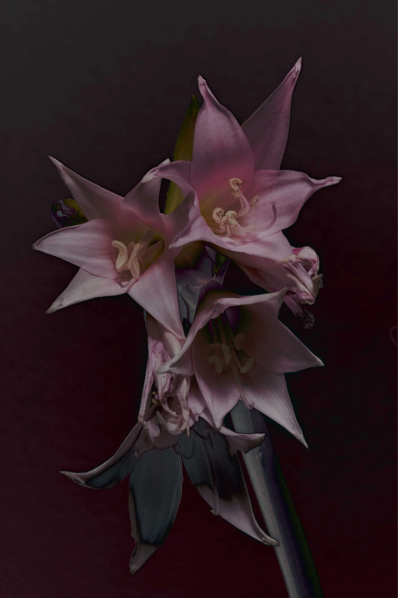 When Flowers Cross Fences: Belladonna, Abundance, and a New Kind of Wealth